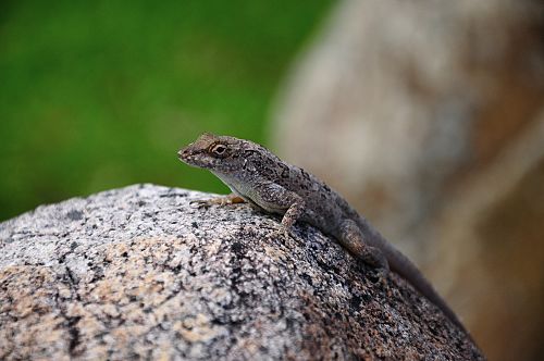 Anolis stratulus